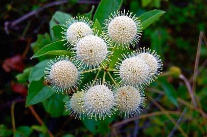 Cephalanthus occidentalis "Buttonbush"