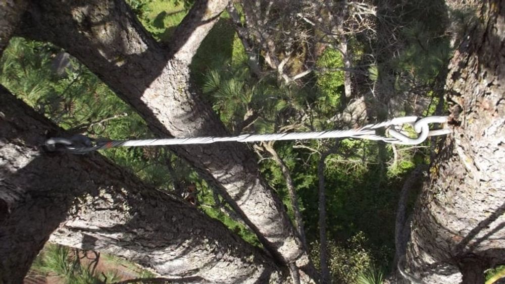 Steel cable installed between two leaders to support a weak crotch