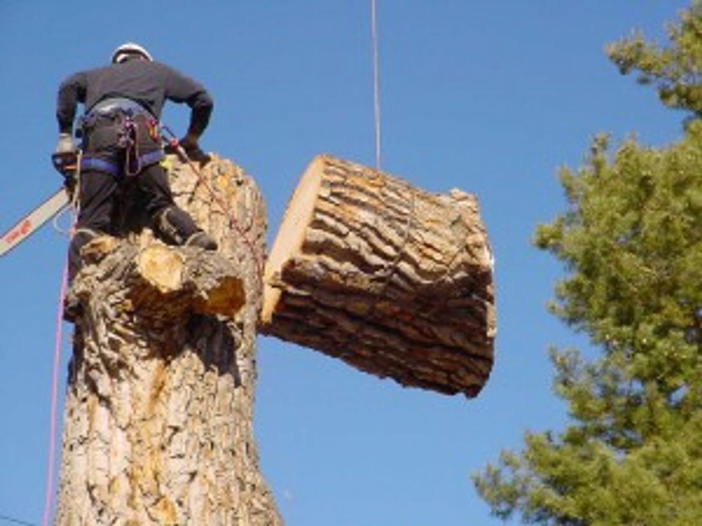 A New England Landscapes climber roped into the canopy, taking a tree down in sections