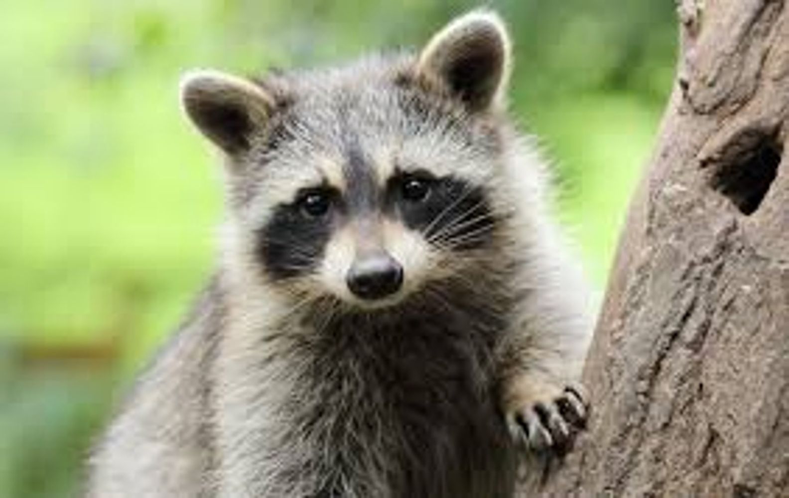 Wildlife Removal, Prevention & Reparative Services in Dover, NH