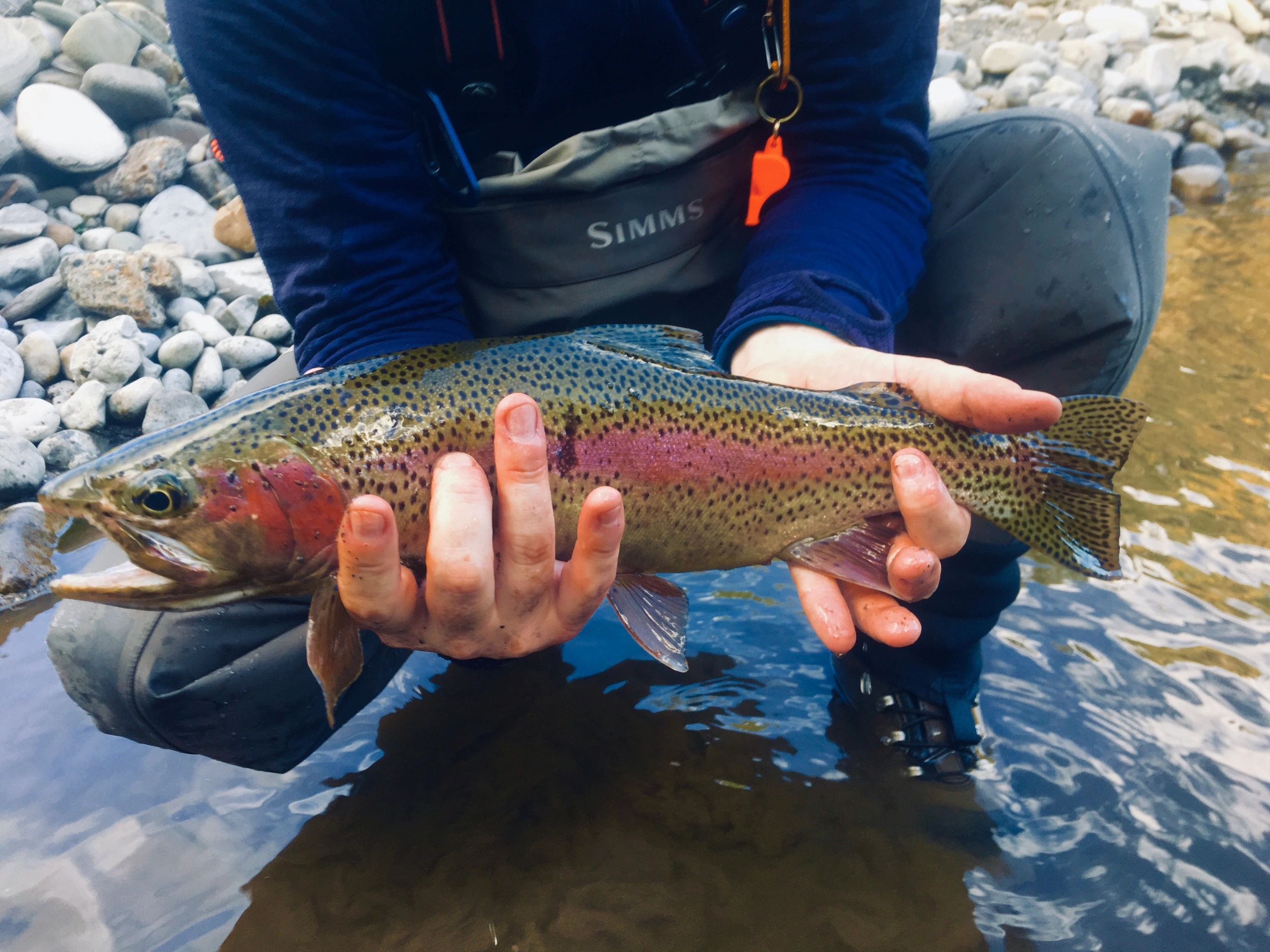 Trout Tracker Guide Company - Alberta River Systems