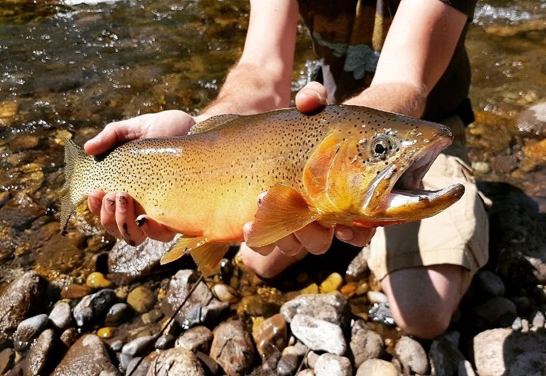 AN ANGLER'S PARADISE Fishing in Alberta