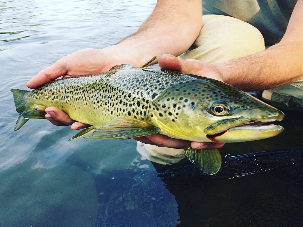 Trout Streams of Alberta Fly Fishing Book