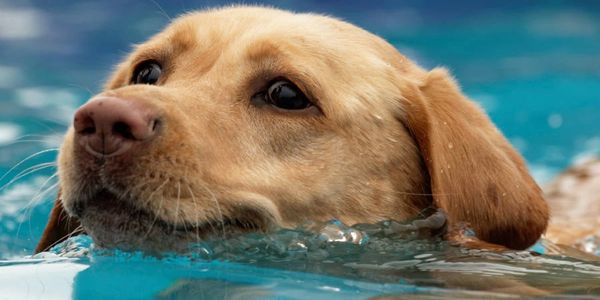 Golden Retriever Dog Swimming