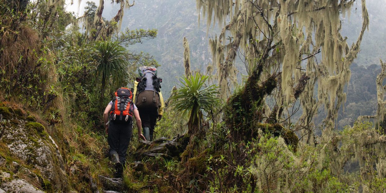 Hiking up the Rwenzori Mountains