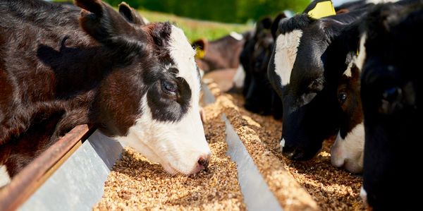 Cows eating Agrocycle  brewers spent grain