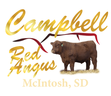 Campbell Red Angus