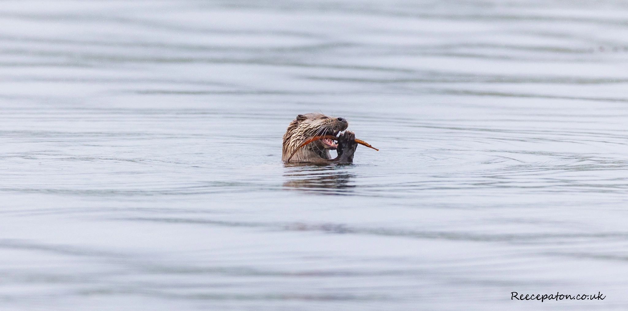 Otter eating a fish in calm water.