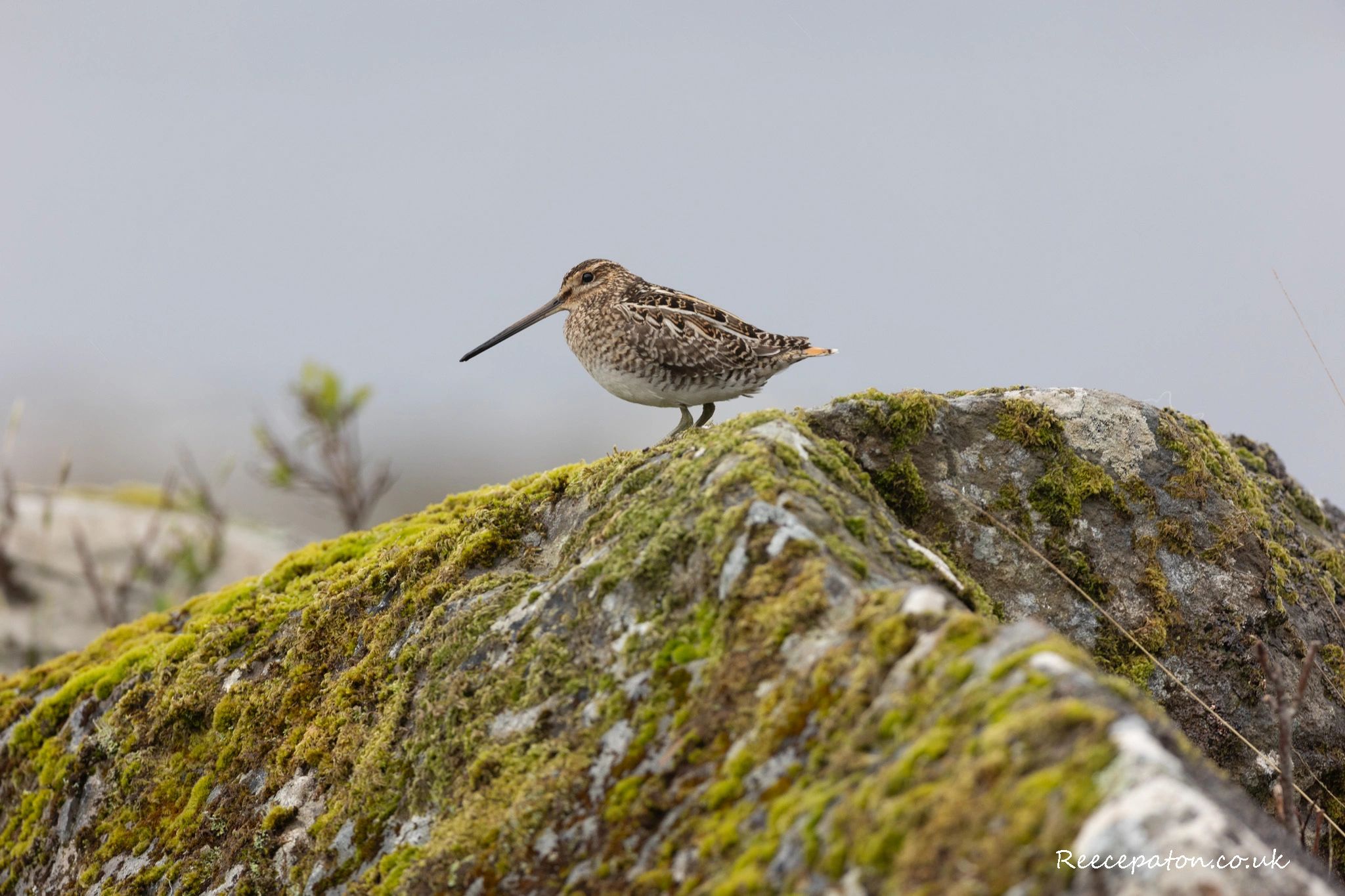 A detailed side view of a snipe bird standing on mossy rocks.