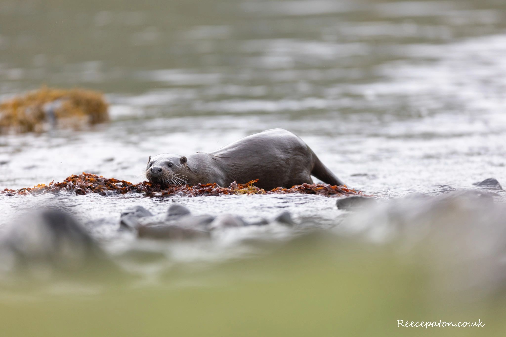 A smooth-coated otter resting on seaweed in shallow water.