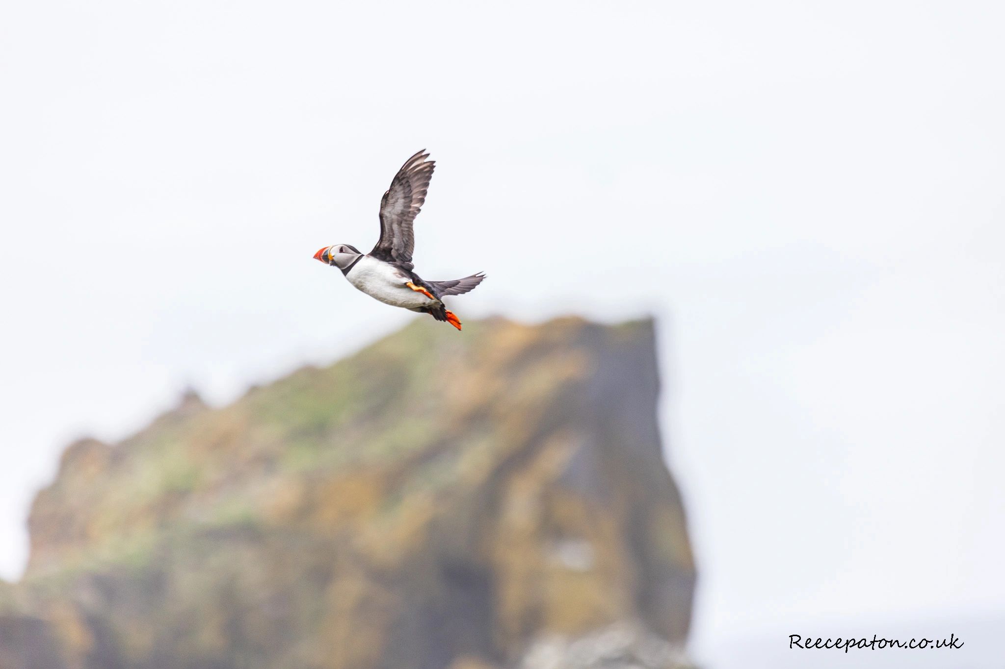 A puffin in mid-flight with a blurred rocky background.