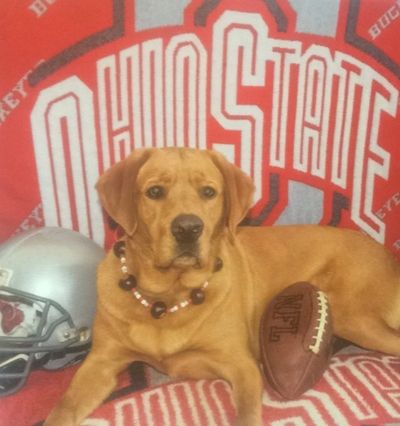 Punk Hollow Labrador Retriever, posing with Ohio State Football Props.