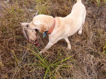 Punk Hollow Labrador Retriever Pheasant Hunting