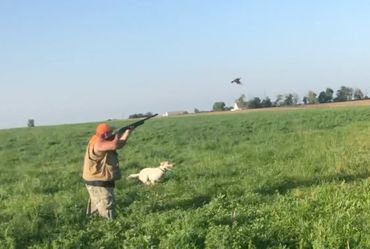 Punk Hollow Labrador Retriever, Quail Hunting