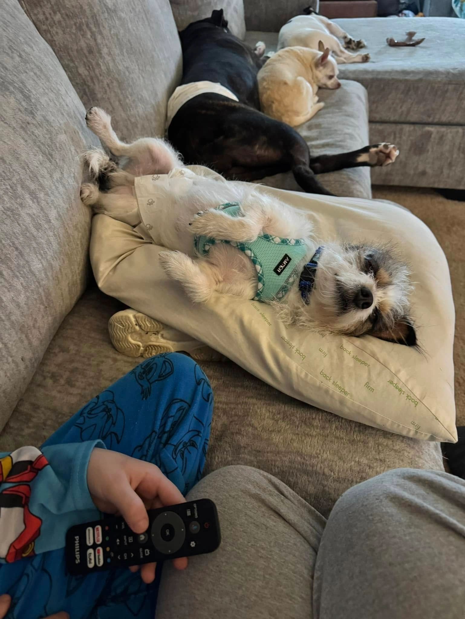 Milo is ready for adoption!!