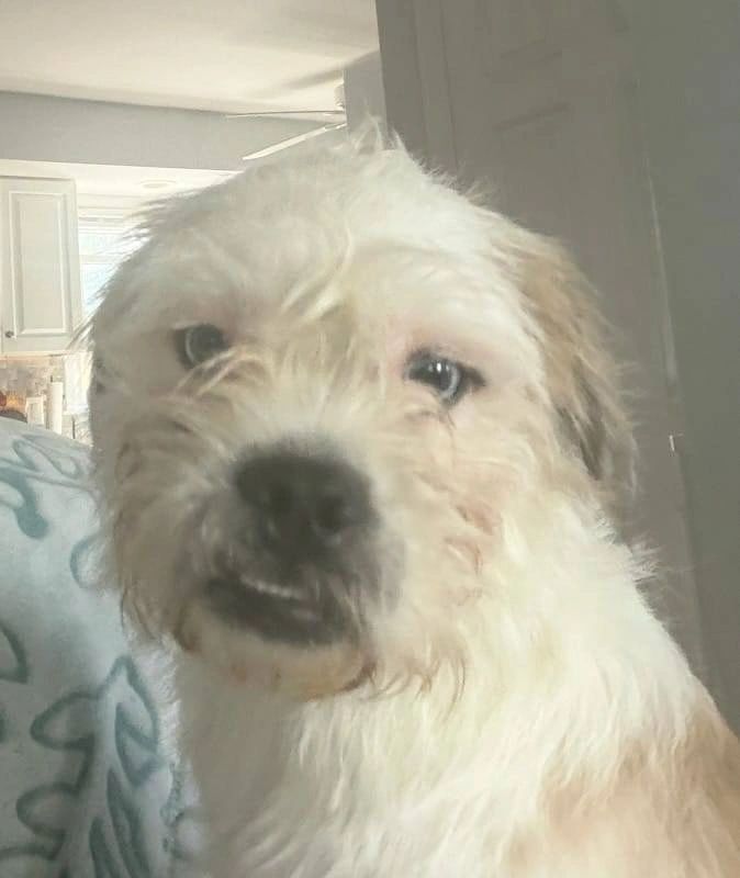 Meet Wellington in person!