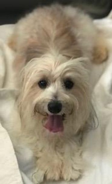 Fluffy dog with light fur lying comfortably on a soft blanket.