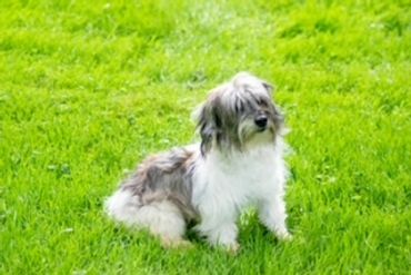 Small fluffy dog sitting on grass.