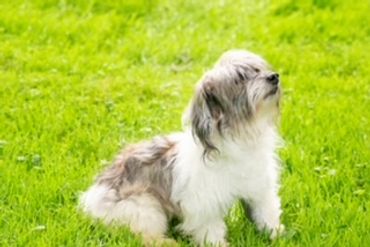 Small fluffy dog sitting on grass.