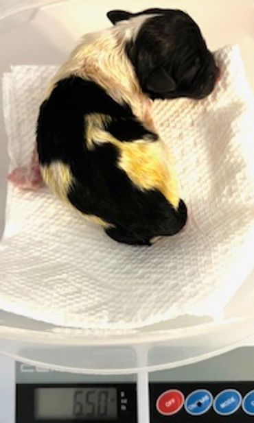 Newborn black, white, and yellow puppy resting on a white cloth on a scale.