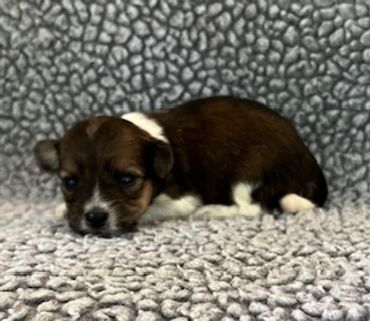 Small brown and white puppy resting on a textured gray blanket.