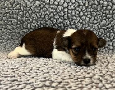 A small brown and white puppy lying on a textured gray blanket.