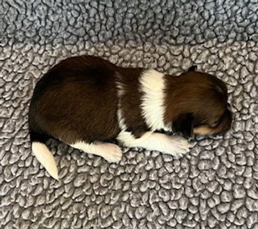 A tiny brown and white puppy sleeping on a textured gray blanket.