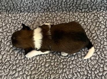 A newborn brown and white puppy lying on a textured gray blanket.