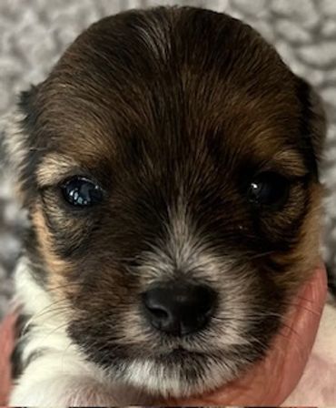 Close-up of an adorable puppy with dark eyes and a soft fur face.