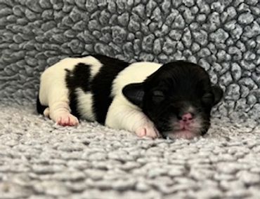 Newborn black and white puppy sleeping on a soft blanket.