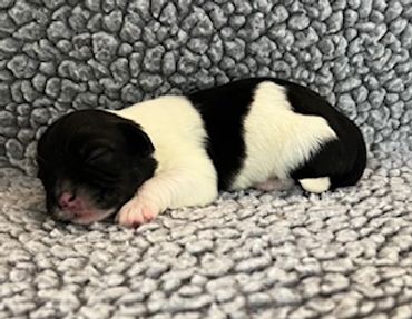 Newborn black and white puppy sleeping on a soft blanket.