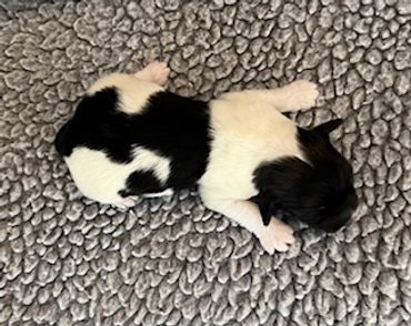 A newborn black and white puppy lying on a textured gray blanket.