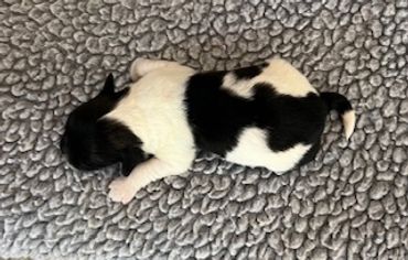 Newborn black and white puppy lying on a soft gray blanket.