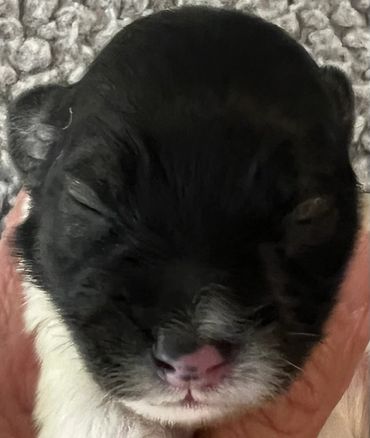 Close-up of a newborn black and white puppy with closed eyes.