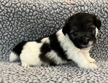 A small black and white puppy sitting on a textured gray blanket.