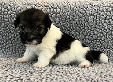 Small black and white puppy sitting on a textured gray blanket.