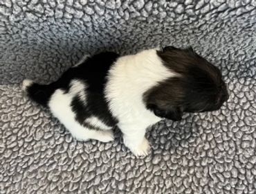 A small black and white puppy lying on a textured gray blanket.