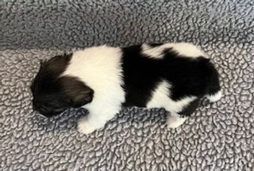 Tiny black and white puppy sleeping on a gray textured blanket.