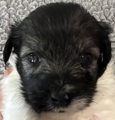 Close-up of an adorable black and white puppy's face.