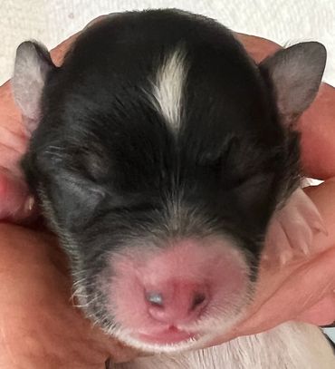 Newborn puppy resting peacefully.