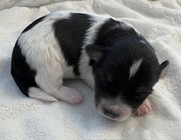 Sleeping black and white puppy on a soft blanket.