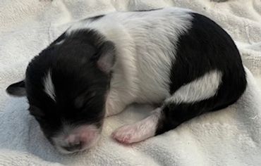 Sleeping black and white puppy on a blanket.