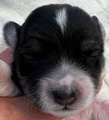 Close-up of a newborn black and white puppy's face.