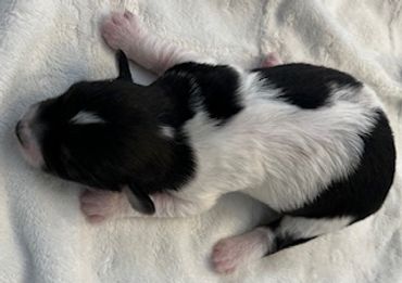 A newborn black and white puppy lying on a soft surface.