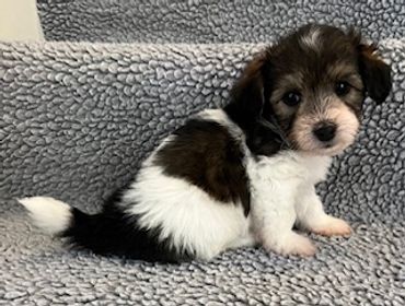 Small black and white puppy sitting on a gray carpet.