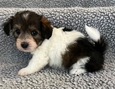 Cute small black and white puppy on textured blanket.
