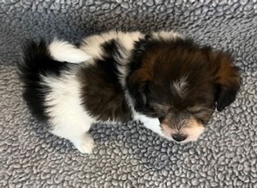 Tiny fluffy puppy on a gray blanket.