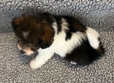 Small fluffy puppy resting on a textured blanket.