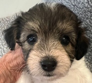 Close-up of a cute puppy with big eyes.