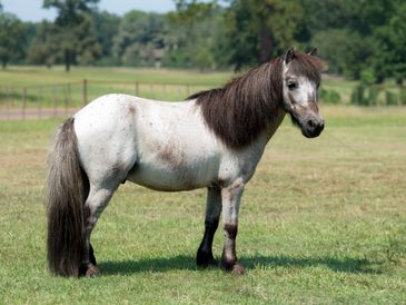 A small horse or pony standing on grass in a field.